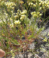 Eriogonum microtheca ambiguum