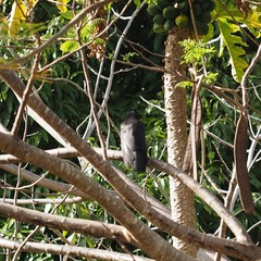 Corvus moneduloides