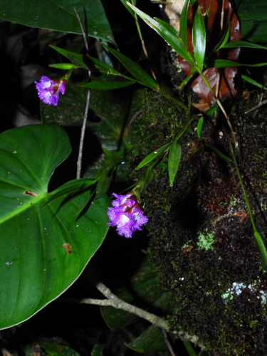 Elleanthus blatteus Garay 3