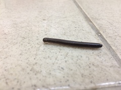 Leptogoniulus sorornus