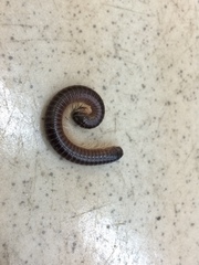 Leptogoniulus sorornus