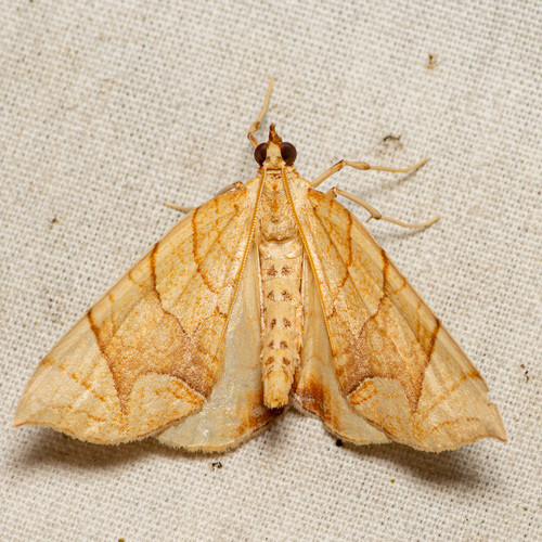 Grapevine Looper Moths photo 6