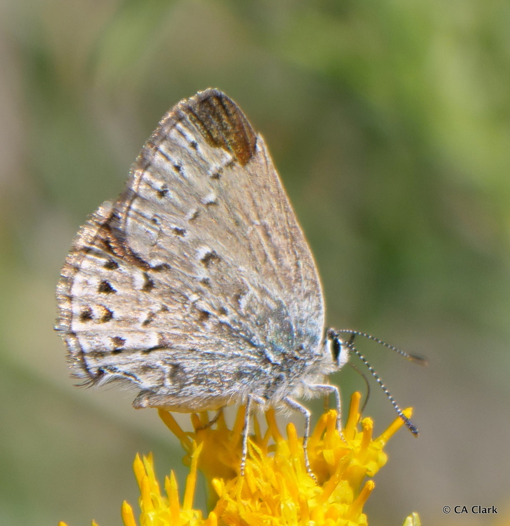 Behr's Hairstreak (Zion National Park Butterfly Guide 🦋) · iNaturalist