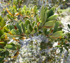 Cercocarpus ledifolius intermontanus