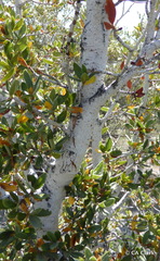 Cercocarpus ledifolius intermontanus