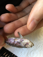 Heteropriacanthus carolinus