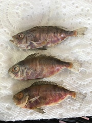 Heteropriacanthus carolinus