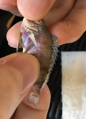 Heteropriacanthus carolinus