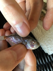 Heteropriacanthus carolinus