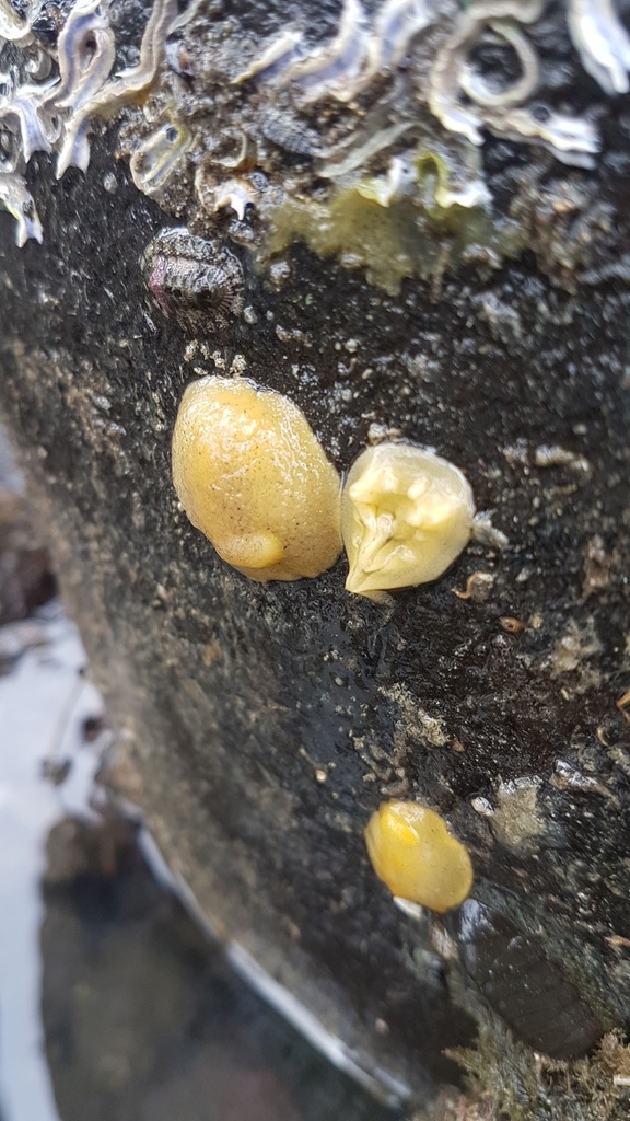 Glandular Dorid