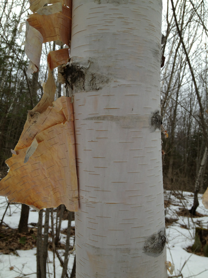 White Birch Paper Birch Trees Of Manitoba Inaturalist