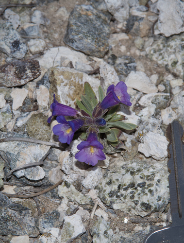 Penstemon nanus
