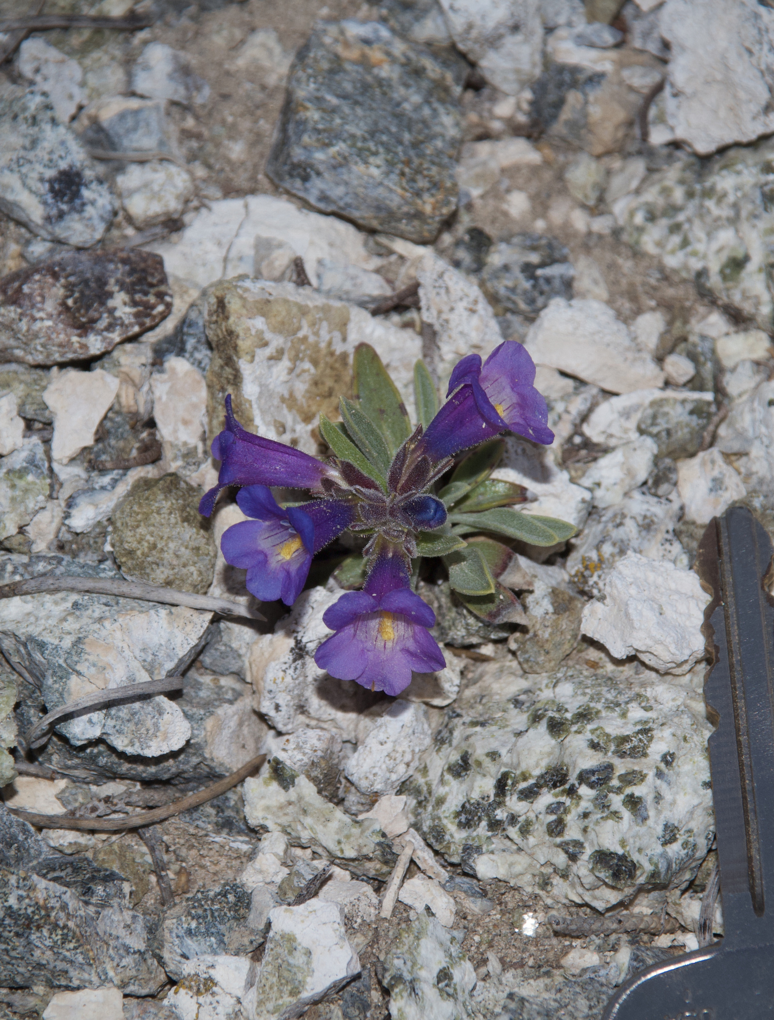 Penstemon nanus