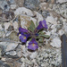 Dwarf Beardtongue - Photo (c) Bryce Silver-Bates, some rights reserved (CC BY-NC), uploaded by Bryce Silver-Bates