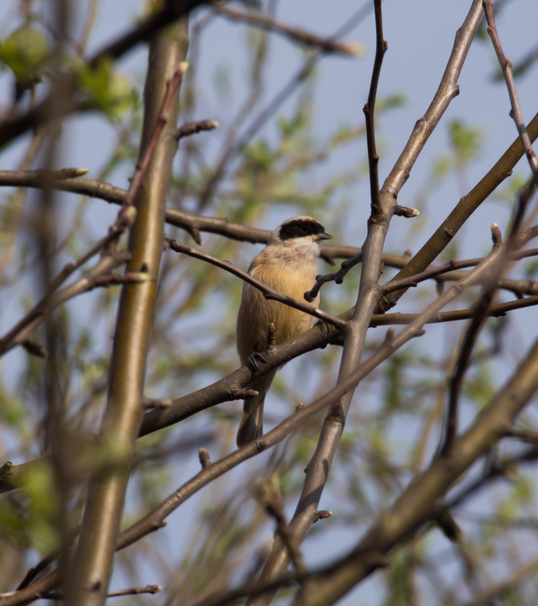 Eurasian Penduline Tit