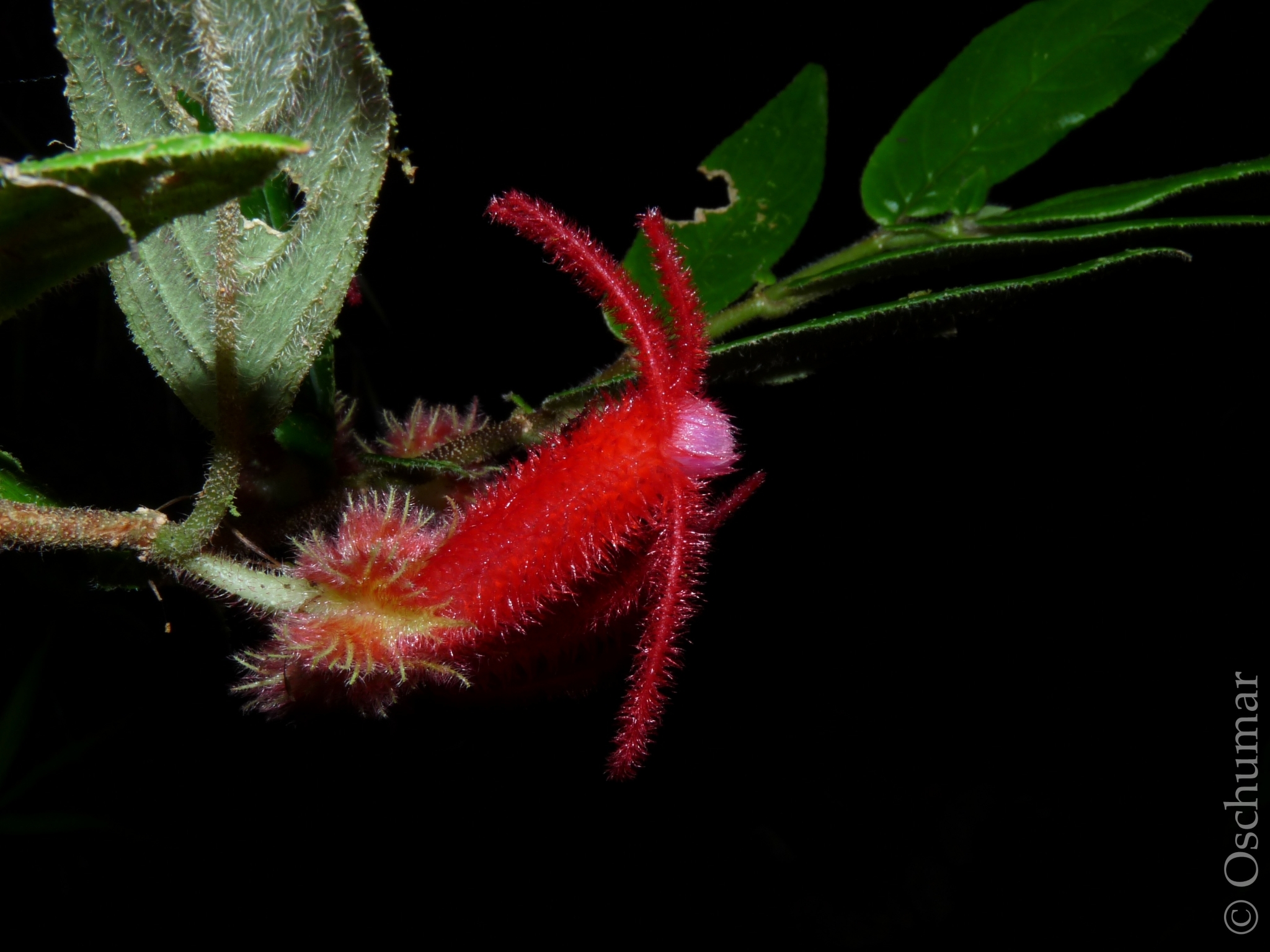 Columnea rosea
