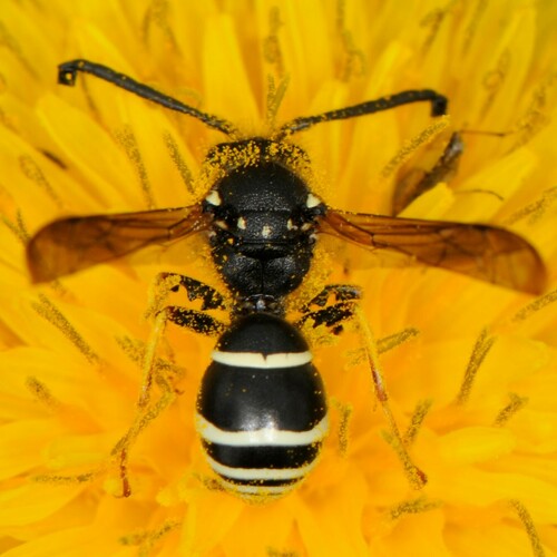 Odynerus dilectus