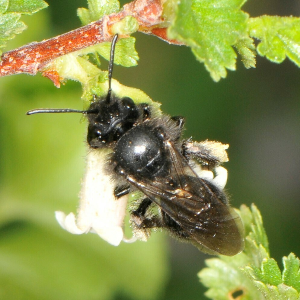 Porter's Miner Bee