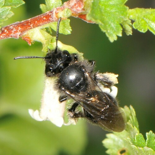 Porter's Miner Bee