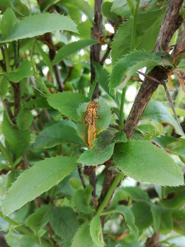 Puccinia brachypodii