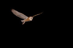 Eastern Grass-Owl photo 1
