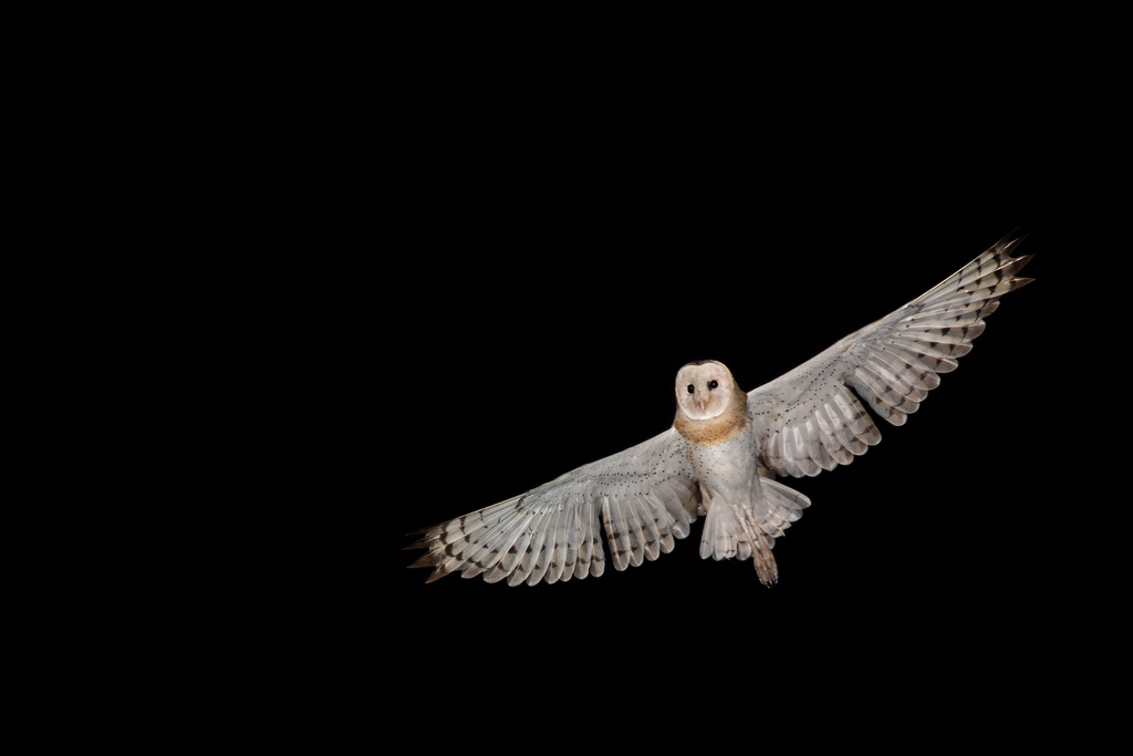 Australian Eastern Grass Owl in June 2023 by Indra Bone. Male · iNaturalist