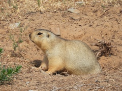Spermophilus fulvus