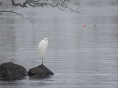 Ardea alba