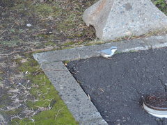 Sitta europaea clara