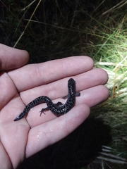 Ambystoma bishopi