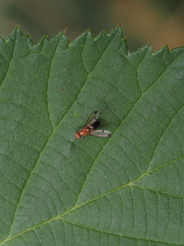 Geomyza martineki
