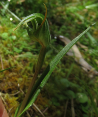 Pterostylis irsoniana