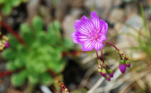 Lewisia columbiana var. rupicola