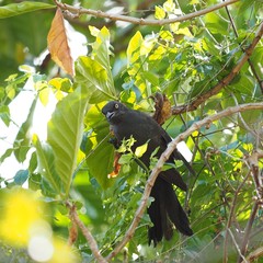 Coracina caledonica caledonica