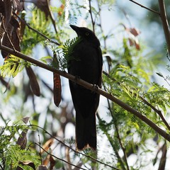 Coracina caledonica caledonica