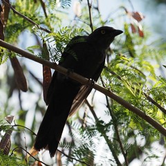 Coracina caledonica caledonica
