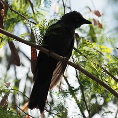 Coracina caledonica caledonica