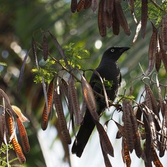 Coracina caledonica caledonica