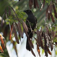 Coracina caledonica caledonica