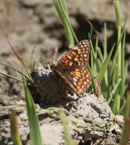 Northern Checkerspot photo 6