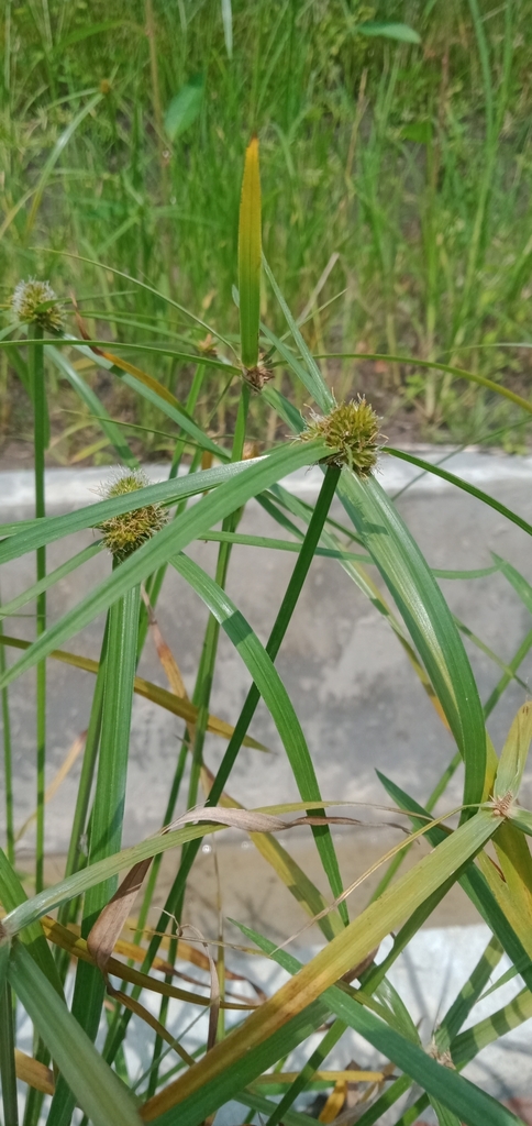 Aromatic Kyllinga (Cyperus aromaticus)