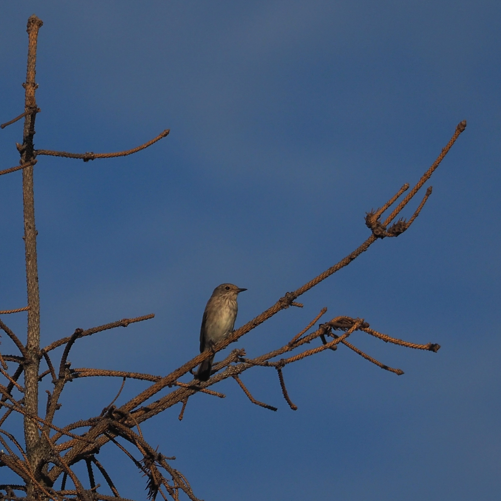Spotted Flycatcher