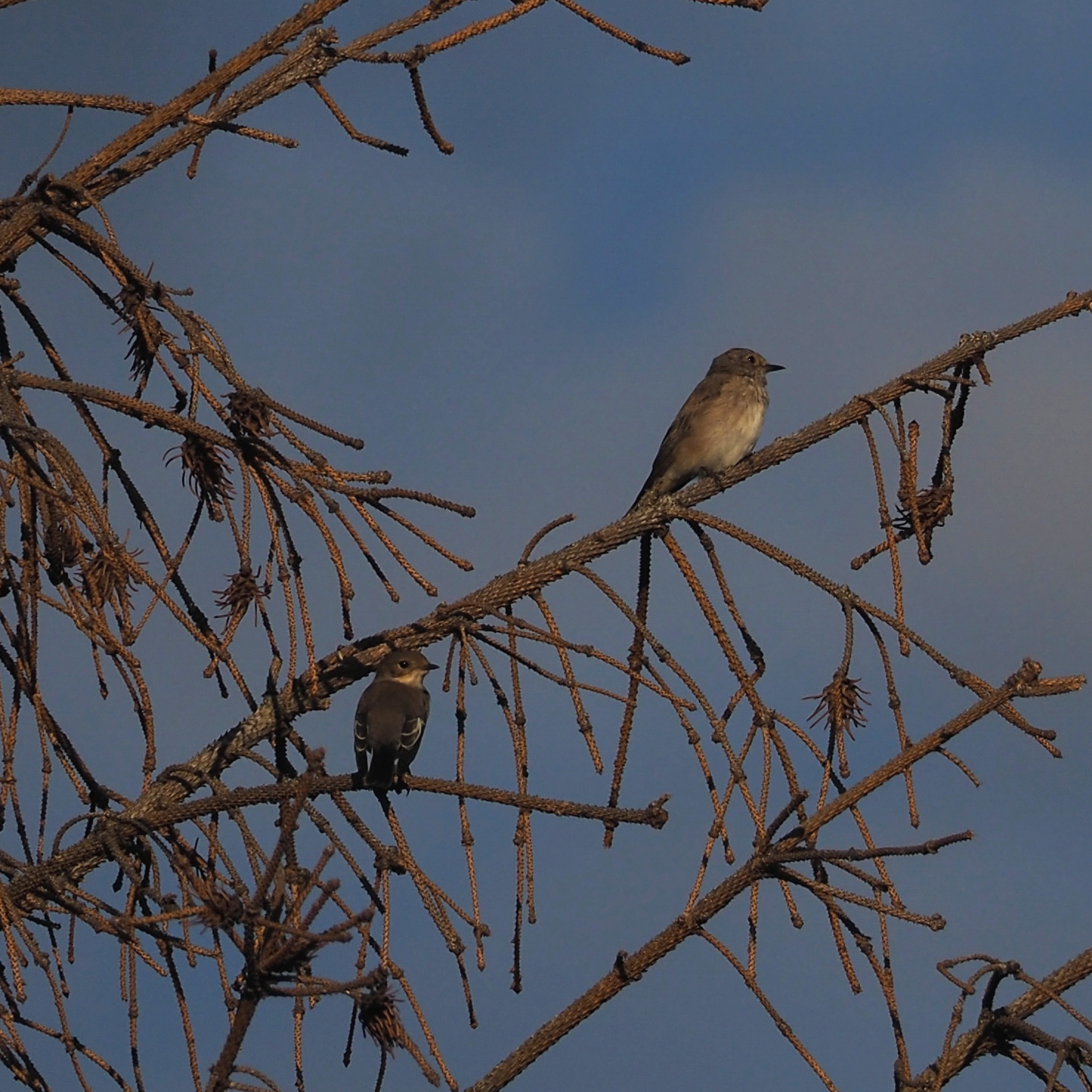 Spotted Flycatcher