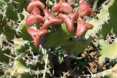 Euphorbia pseudocactus