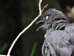 South Melanesian Cuckooshrike photo 5