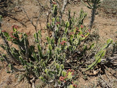 Euphorbia pseudocactus
