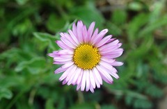 Erigeron aliceae