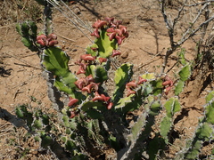 Euphorbia pseudocactus