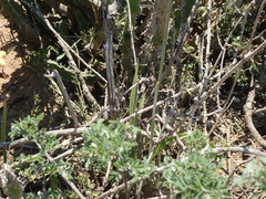 Euphorbia pseudocactus