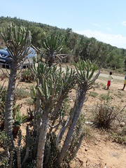 Euphorbia pseudocactus
